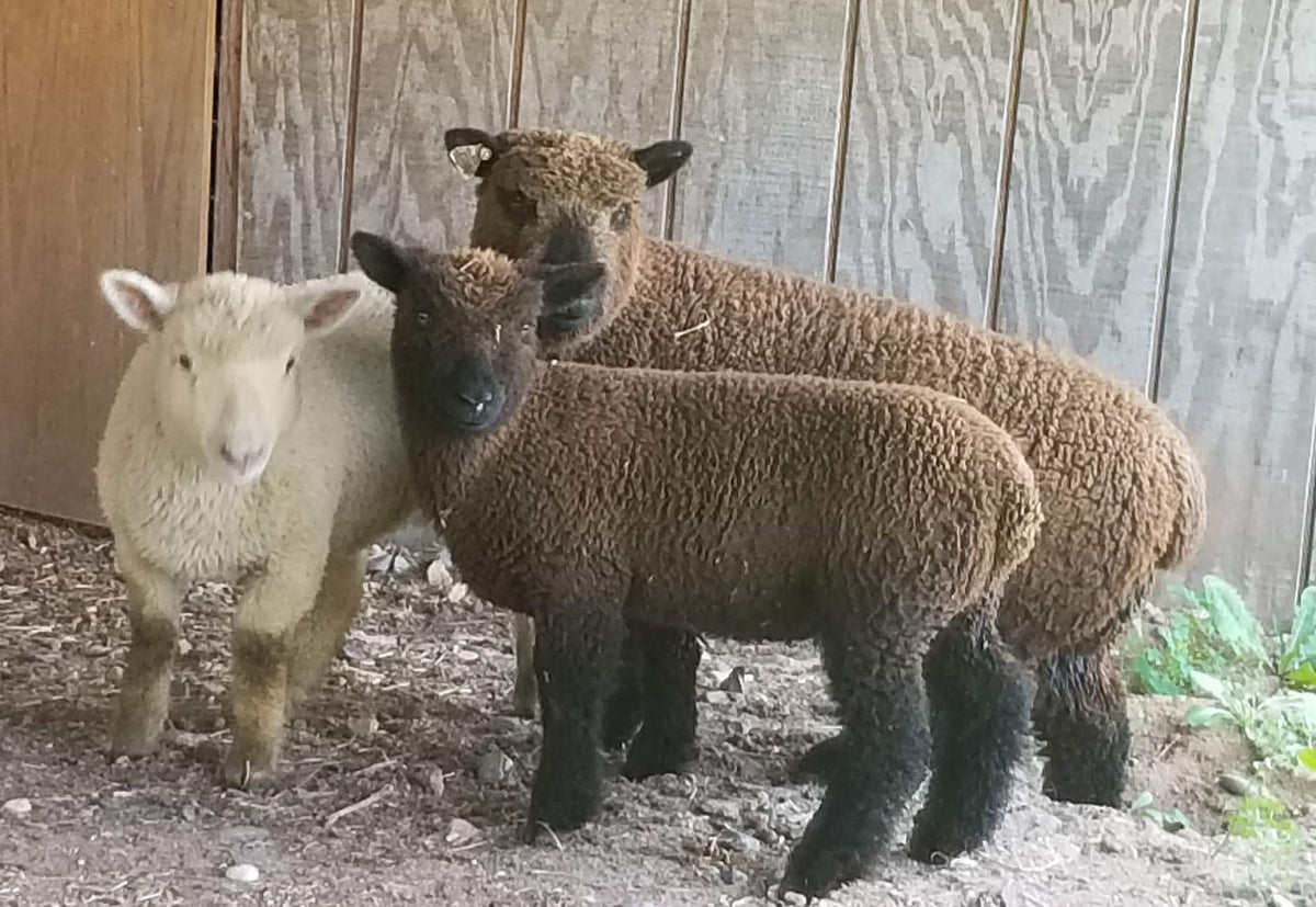 Alpaca Baby Doll Worsted - Grown in Wisconsin
