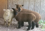 Alpaca Baby Doll Worsted - Grown in Wisconsin