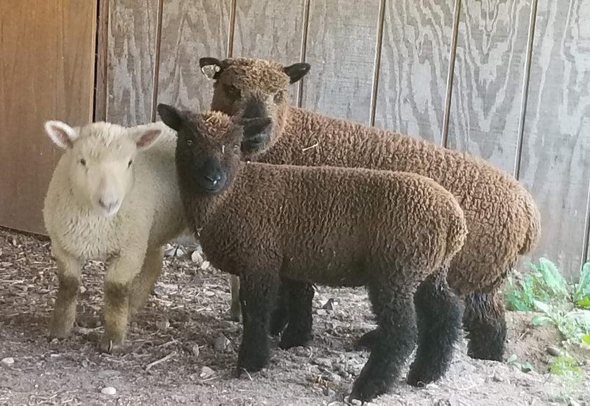 Alpaca Baby Doll Worsted - Grown in Wisconsin